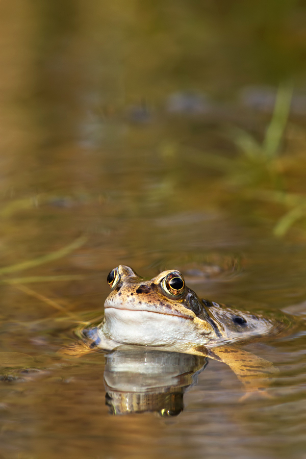 Common Frog 6